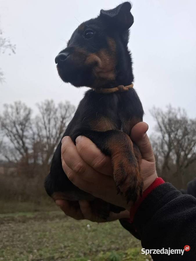 Terier Niemiecki Suczka