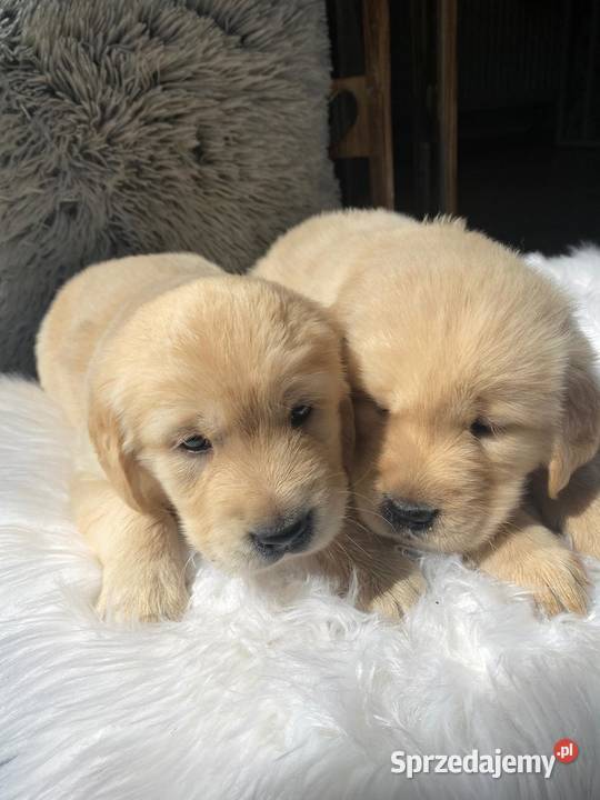 Golden Retriever szczenięta Tczew