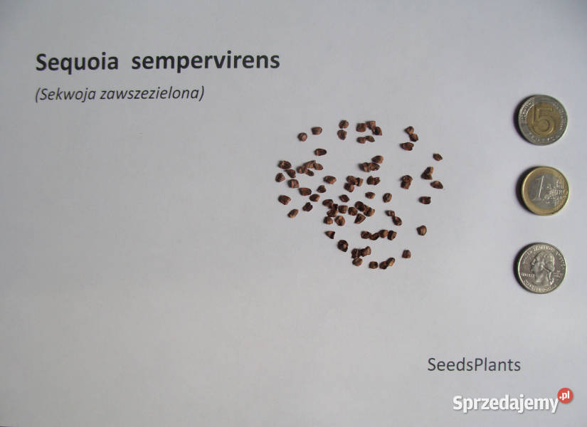 SEKWOJA ZAWSZEZIELONA Sequoia sempervirens Lubanie