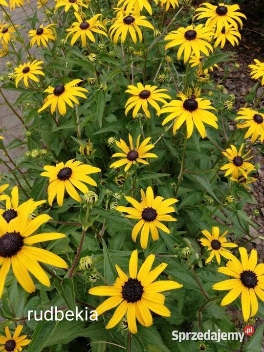Rudbekia błyskotliwa bylina sadzonki