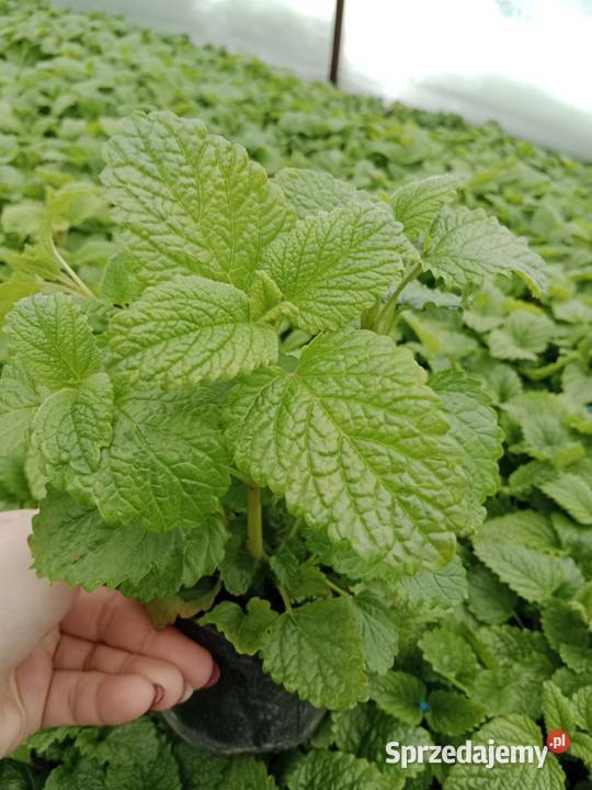 Truskawka poziomka flox mięta melisa lawenda kto małopolskie Czulice