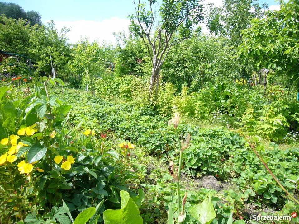 Działka Olsztyn 4 ary Olsztyn