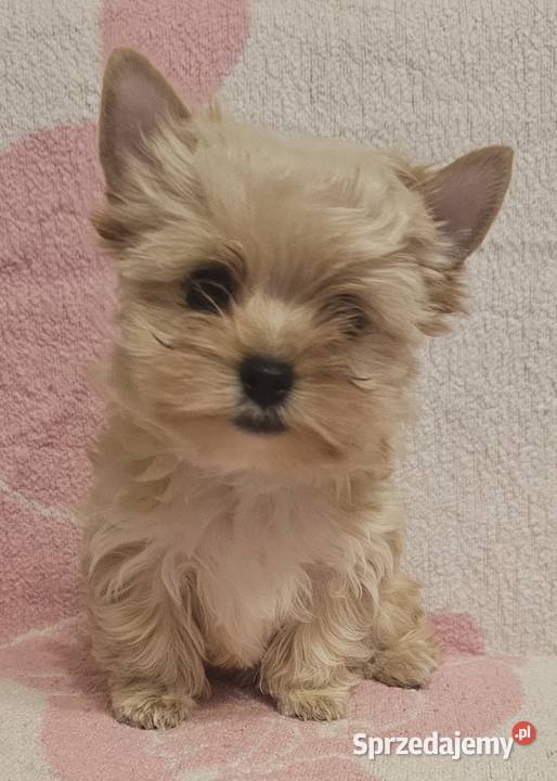 Yoreczka Przepiękna dziewczynka Golddust