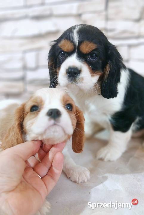szczenięta Cavalier king charles spaniel Rzeszów