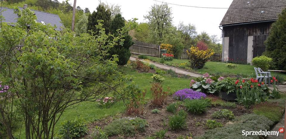 Sprzedam dom w WoliborzuKotlina Kłodzka ogródek Nieruchomości Wolibórz