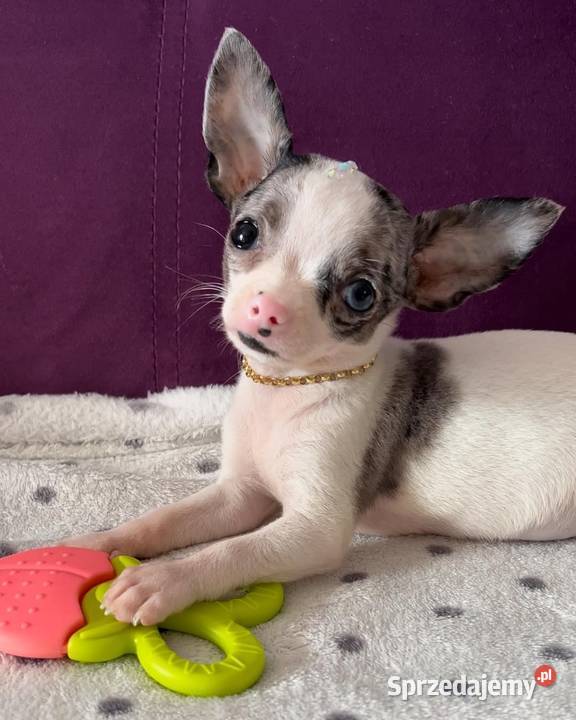Szczenięta chihuahua na sprzedaż Wrocław