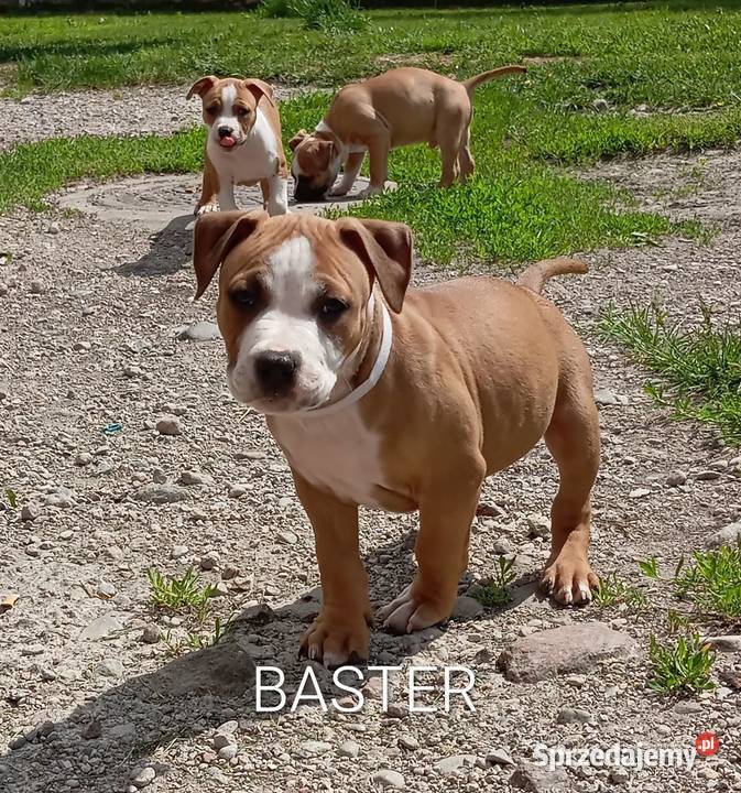 American Staffordshire Terrier
