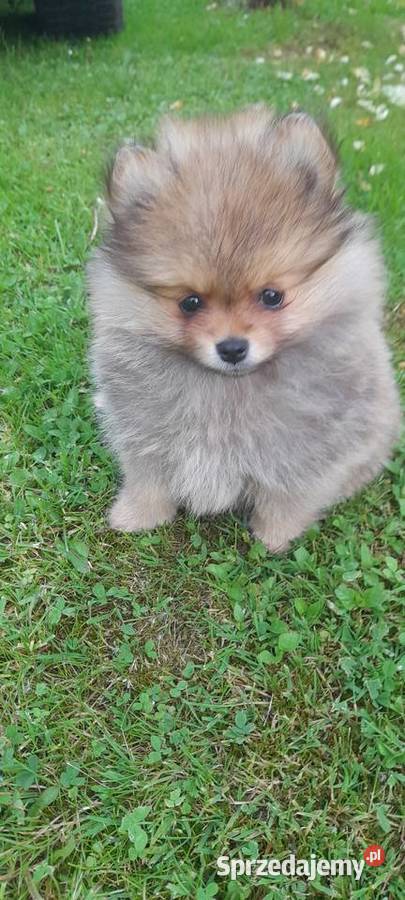 Szpic miniaturowy pomeranian Wieliczka