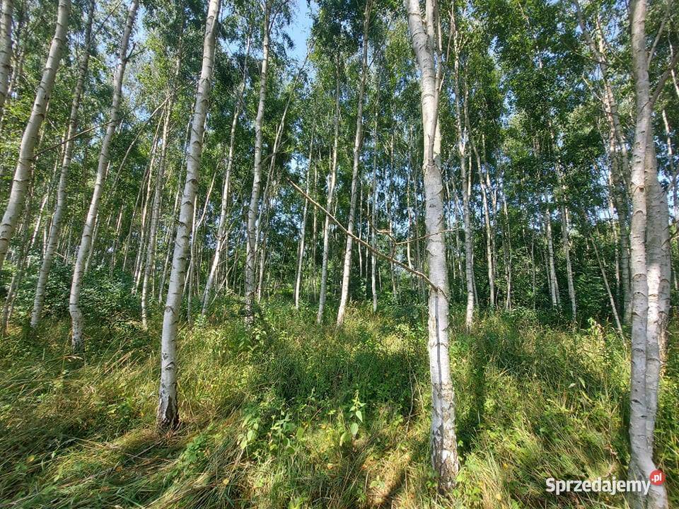 Działka rolna Bukowiec 5911 m2 Inwestycja Łódź