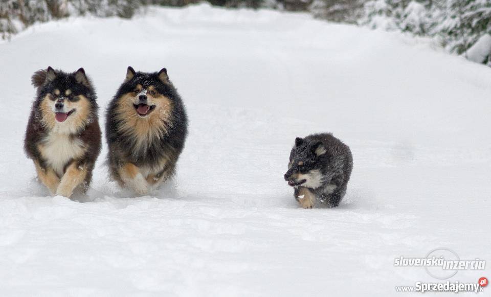 Szczenięta rasy Fiński Lapphund rodowód FCI Opole