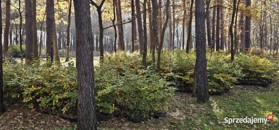 Buk pospolity fagus sylvatica w donicach 5 Wisznice
