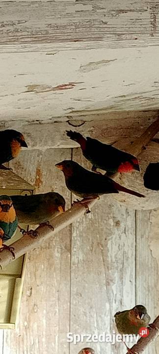 Papuziki czerwonolice dolnośląskie Oleśnica sprzedam