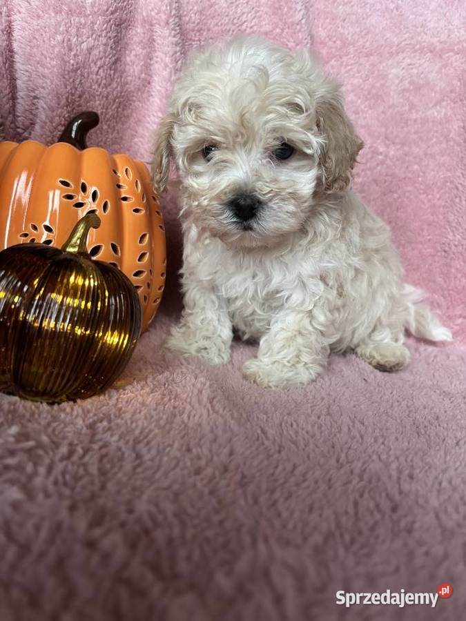 Maltipoo piesek F1 biszkoptowy Częstochowa