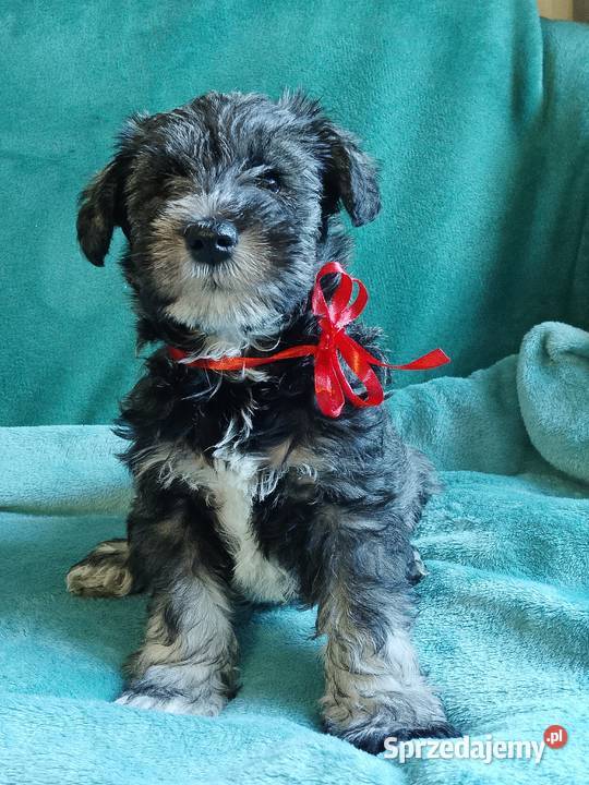 sznaucer miniaturowy Gniew sprzedam