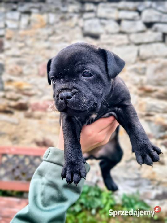 Staffordshire bull terrier Pozostałe sprzedam