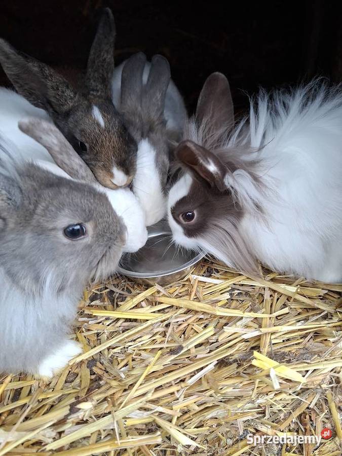 Lewki miniaturki Gryzonie sprzedam