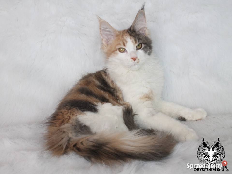 Kocięta Maine Coon kociego behawiorysty Nowa Ruda