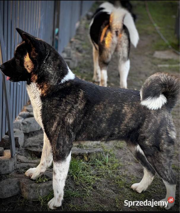 Akita Amerykańska Gorzów Wielkopolski