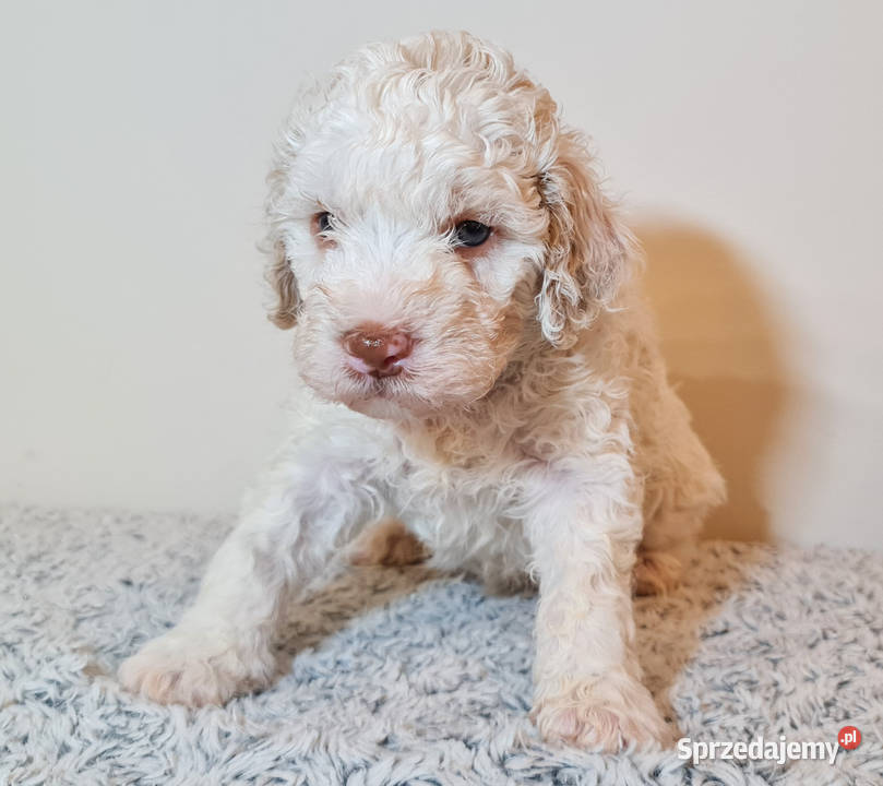 Szczenięta Lagotto Romagnolo utytułowanych opolskie Nysa