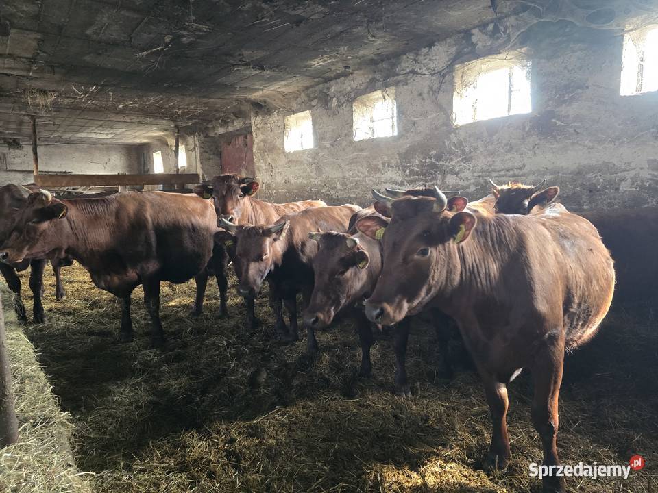 Jałówki polska czerwona Świdry Podleśne