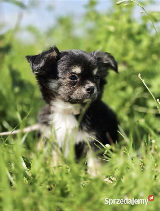 Chihuahua Trąbki Wielkie sprzedam