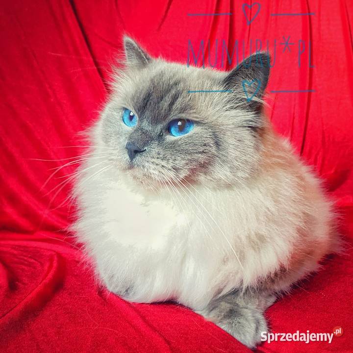 Cudowny ragdoll kocur hodowla FPL rodowód lubuskie sprzedam