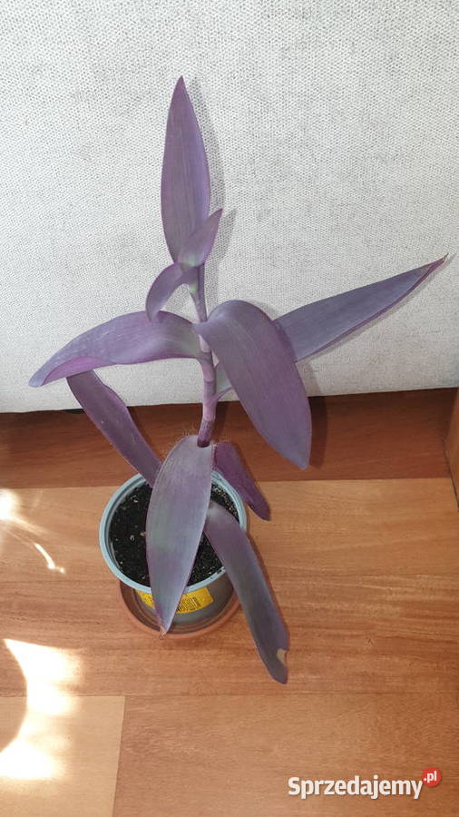 Trzykrotka setkrezja purpurowa na balkon i do mazowieckie Warszawa