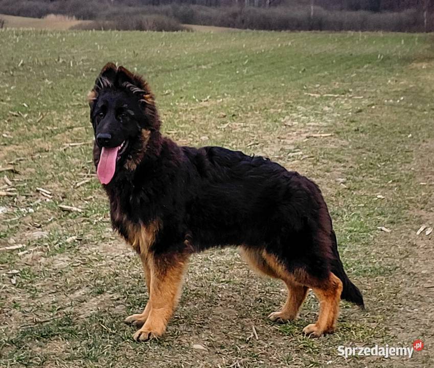 Szczenięta Owczarek Niemiecki Długowłosy Grzęby