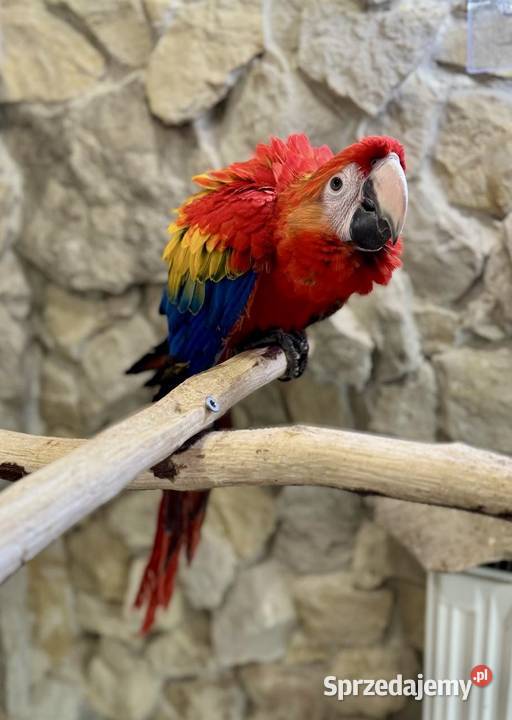 Ara macao samiec 2025 Kraków