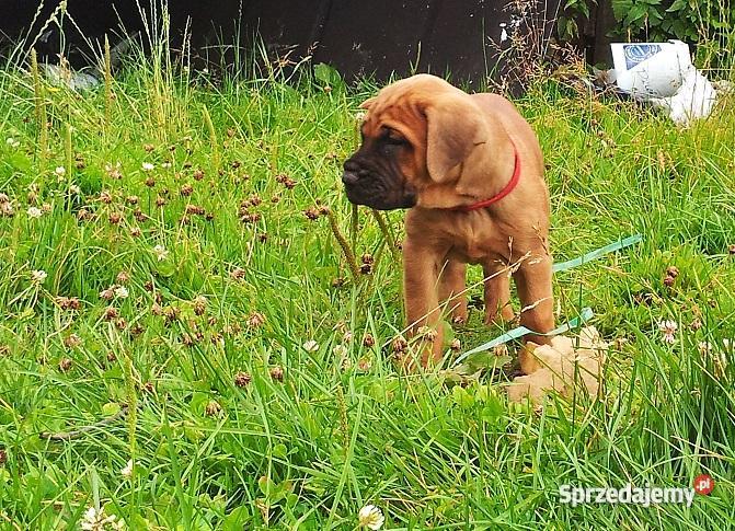 SZCZENIĘTA TOSA INU Warszawa