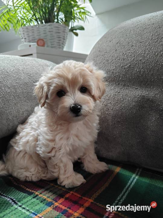 Maltipoo F1 Dobre Miasto