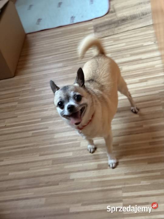 Chohuhua sunia na kolanka Zrębice