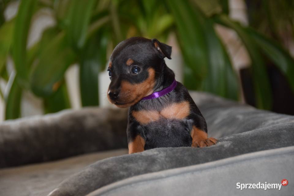Pinczer miniaturowy szczenięta Zkwp fci Pozostałe