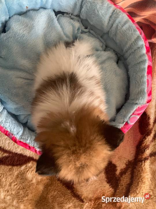 Szpic mini piesek pomeranian z rodowodem Stare Polesie