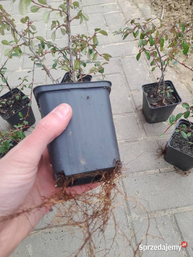 Irga płożąca na skarpy podkarpackie Rzeszów sprzedam