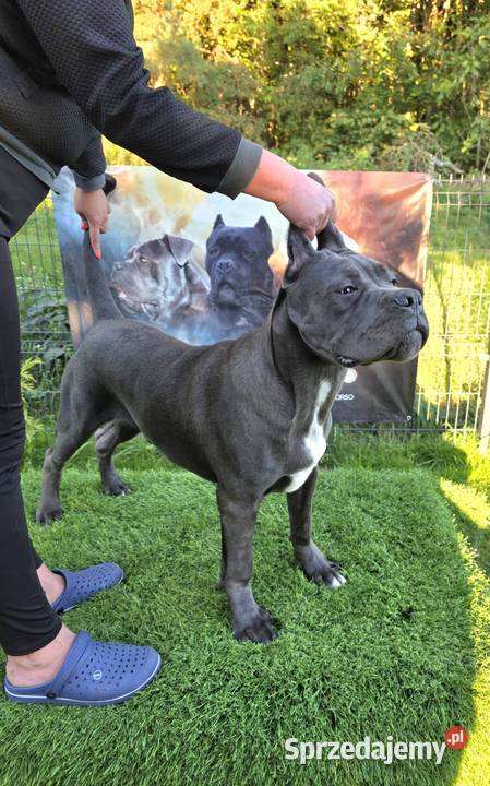 Szczeniaki Cane Corso ZKwP FCI Gończyce