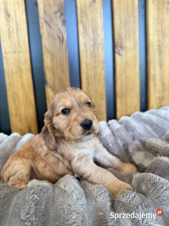 Cocker Spaniel Angielski Włodary