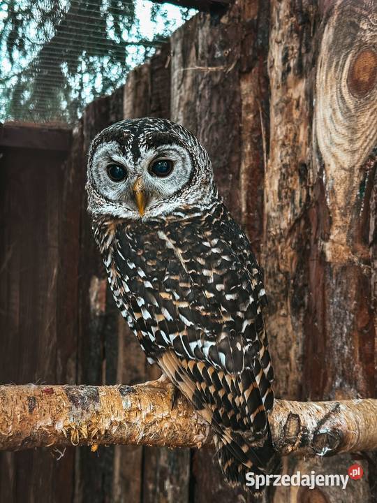 Sowa Puszczyk Jarzębaty Strix Chacoensis 25 Marklowice Górne
