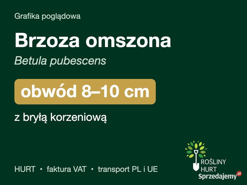 Brzoza omszona Betula pubescens obwód 810 z