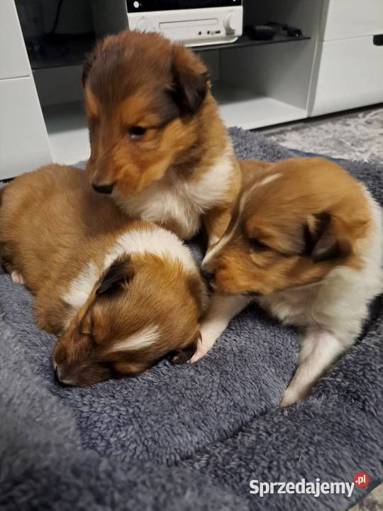 Owczarek Szkockie Collie szczeniaki Owczarek Radom sprzedam