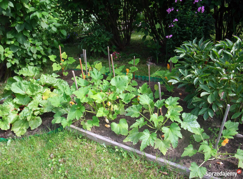 Sprzedam działkę ROD 350m2 Warszawa Nadwiśle Grunty i działki