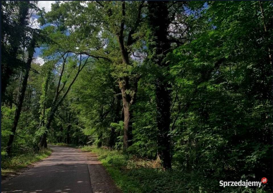 Działka budowlana drodze asfaltowej 1636m2 Sprzedaż Świbinki