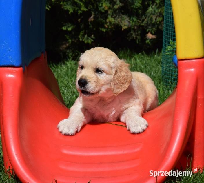 Golden Retriever szczenięta ZKWP FCI Łochów