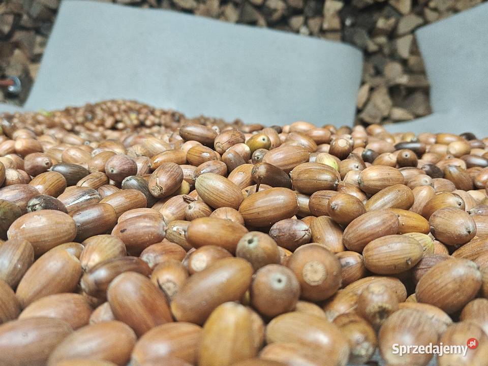 Sprzedam żołędzie szypułkowe Ronino
