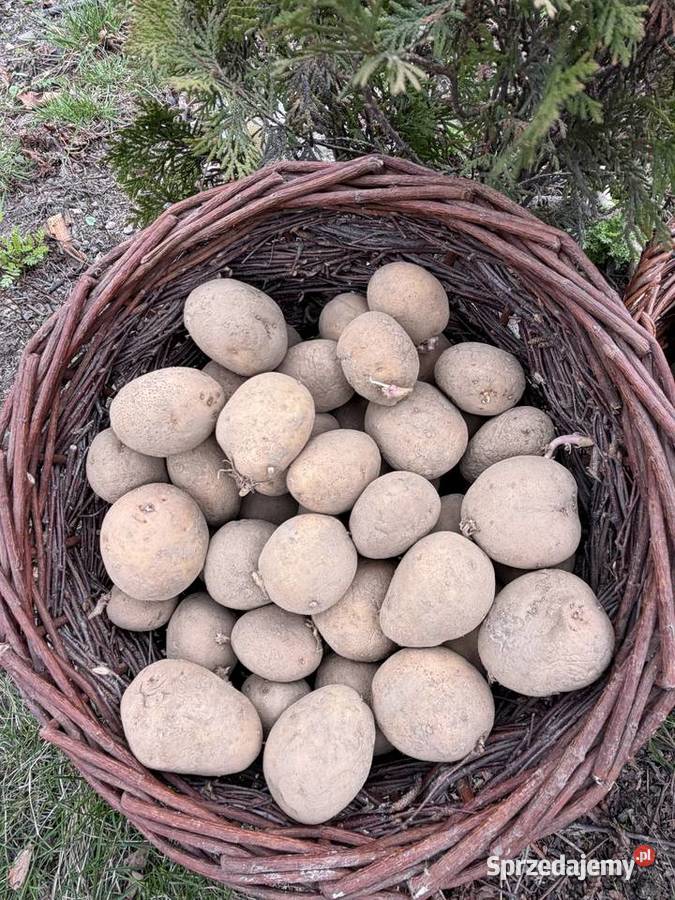Ziemniaki tajfun do jedzenia i sadzenia
