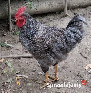 Koguty wiejskie Raba Niżna