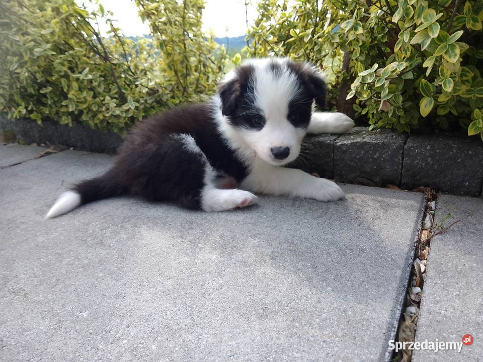 Border Collie FCI do odbioru lekarza weterynarii