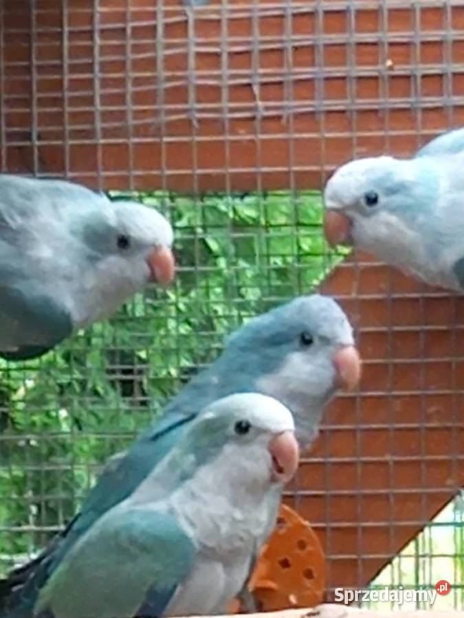 Papugi zmienią wolierę