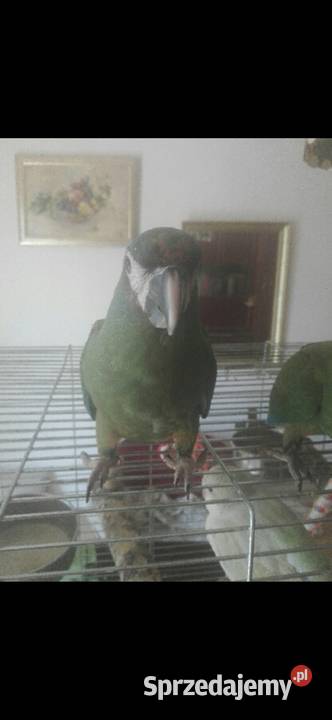 Ara Marakana Recznie Wykarmiona Samica 2025r DNA mazowieckie Warszawa