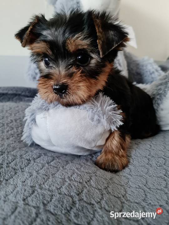 Dziewczyna Yorkshire Terrier z Chipem Wyprawka śląskie Częstochowa